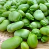 Export high quality  green  broad beans