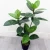 Import Factory Direct Sale Good Quality  New DesignRubber Plant  Artificial Plant Plastic  Potted Plants from China