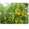 Farm Fresh Crown Small Yellow Tomato