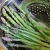 Import Fresh Asparagus / Frozen Asparagus For Sale from USA