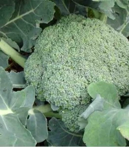 Fresh Broccoli from Egypt