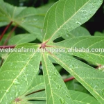 Fresh Cassava _Hot Sale- Premium Quality- The Best Price