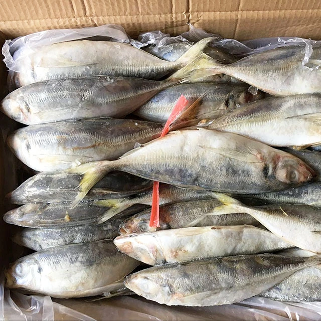 Fresh catch seafood of mackerel fresh and frozen horse mackerel