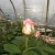 Import Fresh cut flower pink rose for wedding party beautiful rose flowers from China