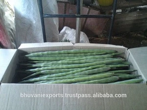 Fresh Drumsticks /Fresh Vegetables/Indian Moringa!!!