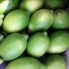 Fresh Green Lime