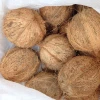 Fresh matured coconut from India