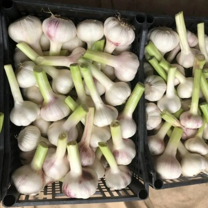 Fresh Organic White Garlic 10kg / Carton. 10kg / Mesh Bags Year Round from ZA 0.6 Kg Dry Cool Place 8 Cm Organic Cultivation