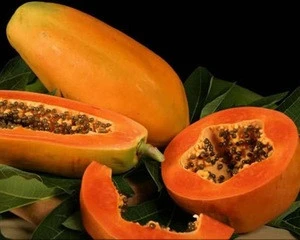 Fresh Papaya / Papaya Fruit Price / Fresh Papaya Fruit