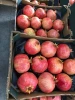 Fresh Pomegranate  for international export