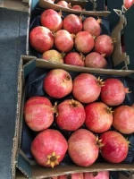 Fresh Pomegranate  for international export