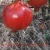 Import Fresh Pomogranate Fruits for Sale Premium Quality for Thailand Malaysia Singapore Vietnam 2020 CROP Pomegranate COMMON from India