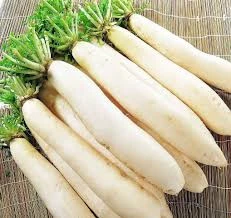 Fresh Radish Exporter and Supplier from India