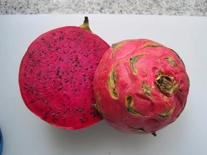 FRESH RED DRAGON FRUITS READY FOR SUPPLY AT GOOD PRICES