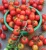 Import Fresh Round Quality Iron Red Tomatoes For Sale from South Africa