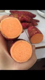 Fresh Sweet potato new crop 2020 from Vietnam - Best quality