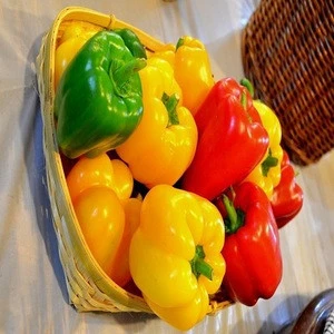 Fresh whole Capsicum peppers
