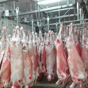 Frozen lamb/sheep meat High Quality Available for sale at wholesale price