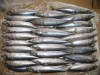 frozen mackerel fish importers
