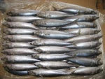 frozen mackerel fish importers