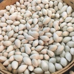 Ginkgo Nuts ,Peeled Ginkgo Nuts,Raw Ginkgo Nuts...