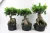 Import Ginseng ficus microcarpa indoor ourdoor bonsai nursery suppiler exporter from China