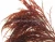 Import Gracilaria Seaweed from Vietnam with Competitive price from Vietnam