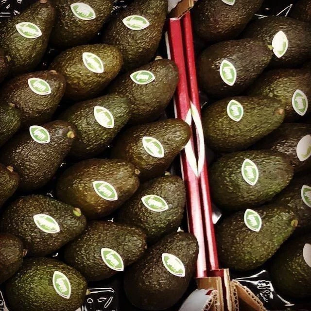 Green Avocado ready to export