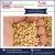 Import High Protein Rich Yellow Soybean from Top Rated Distributor from Bulgaria