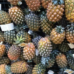 High Quality Fresh Pineapples /Fresh Fruits!