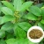 Import High Quality Gymnema Sylvestre Plant Extract from India