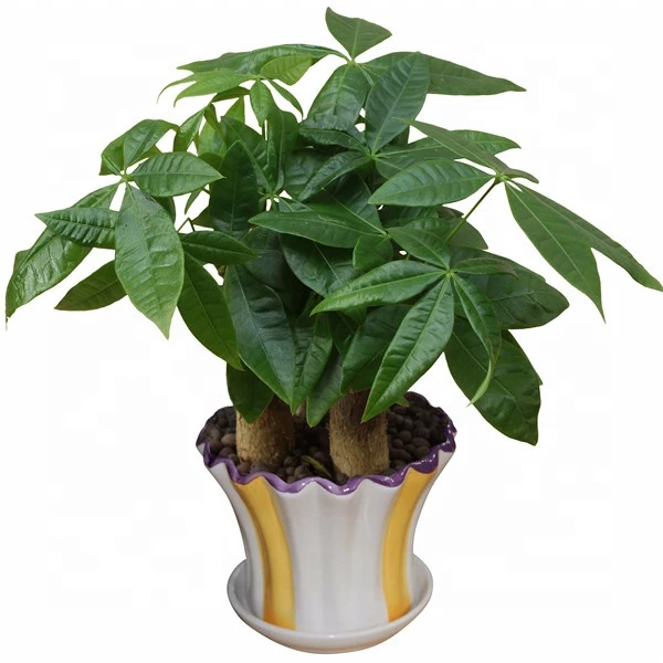 high quality low price promotion popular  Pachira Fortune tree ornamental live real natural plant