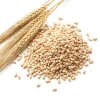 High quality ukranian feed barley