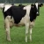 Import Holstein Friesian cattle pregnant Holstein friesian cattle with high milking capacity from Germany