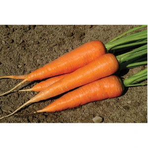 Hot sale Chinese fresh Organic carrot with export quality