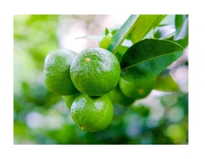 Hot Sale Fresh Green Seedless Lime From Vietnam