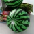 Import Hot selling inflatable watermelon beach ball can be customized from China