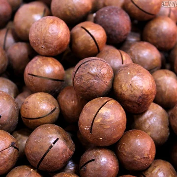 Hot selling Raw macadamia nuts in shell