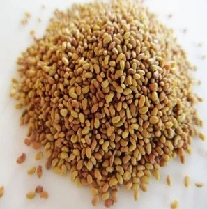 Hybrid Alfafa Seeds For Agricultural Seeding