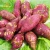 Import indonesian fresh sweet potatoes for sale from China from China