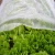 Import Lightweight agricultural non woven fabric plant cover nonwoven from China