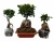 Import Live plant bonsai ficus S-shaped bonsai ficus ornamental bonsai ficus from China