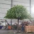 Looks Old Artificial Big Oak Trees Ficus Tree for Decoration