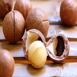Macademia nuts Hot sale/Premium Grade Raw Organic Macadamia Nuts