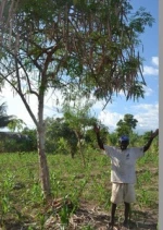 Moringa Seeds