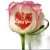 Nailgogo Wedding Flowers Printer T8 Intelligent Digital Nail Printer for Flower Rose Speaking Art Impressora De Flores