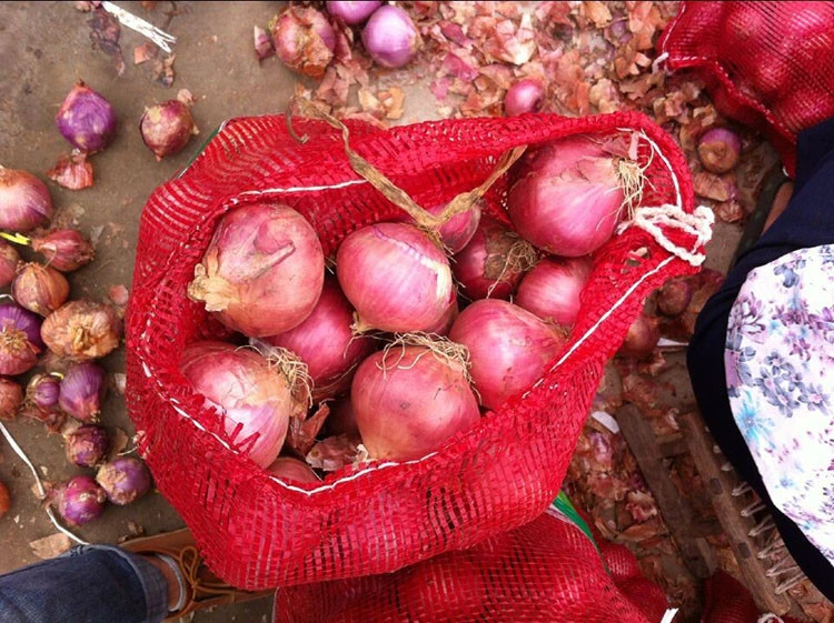 Nashik Premium Quality Dry Onion fresh from Farm