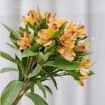 Natural Fresh Flower Alstroemeria Wholesale For Flower Bouquet