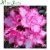 Import Natural Plant Rhododendron from China