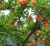 Import Natural Plant Tree, New Arrival Grafted Heavy Producing Pomegranate Seedlings from China